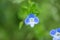Close-up Veronica Persica Blue flowers