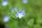 Close-up Veronica Persica Blue flowers