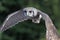 Close up of a Verreaux`s Eagle Owl in flight
