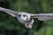 Close up of a Verreaux`s Eagle Owl in flight