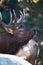 Close-up vertical of bull elk