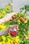 Close up vertical cropped photo of worker woman hands pluck ripe