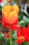 Close up of a Vertical file of an orange and yellow tulip flower in focus with other red and yellow tulips in back.