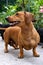 Close-up vertical portrait of cute ginger and black-n-tan dachshunds, smiling face.