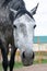 Close up vertical portrait of dappled horse