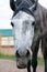 Close up vertical portrait of dappled horse with large nostrils looking at camera.