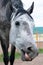 Close up vertical portrait of dappled horse looking at camera and showing tongue.Funny