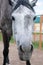 Close up vertical portrait of dappled horse staring at camera with funny expression.