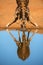 A close-up vertical portrait of a drinking giraffe