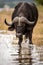 A close up vertical portrait of a male cape buffalo in water
