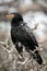 A close up vertical portrait of wet Cormorant bird
