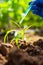 close up vertical shot of agro scientist hands at laboratory adding chemical to small lab grown plant - concept of