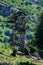 Close-up Vertical shot of Blue Atlas Cedar Cedrus Atlantica tree in Chelia National Park