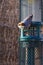 Close up vertical shot of Brown-headed nuthatch (Sitta pusilla) on a metal cast peanut feeder