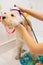 Close-up vertical shot of female groomer washing head of obedient curly-haired Labradoodle dog with shower sprayer in