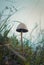 Close up vertical shot of a single poisonous mushroom growing through the wild vegetation. Moody autumnal background, nature