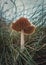 Close up vertical shot of a single wild mushroom growing through the grass blades. Moody autumnal background, nature freshness