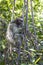 Close Up Vertical Three Toed Sloth Climbs Jungle Tree