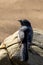 Close-up vertical view of a black Willie wagtail standing on a rock at the beach