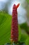 Close Up Vertical View Red Petal Texture Of Crepe Ginger Flower Bud