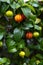 A close up vertical view of a ripe Surinam Cherry plant after the rain storm