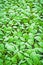 Close up vertical view seedlings of cabbage