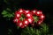 A close up of vervain flowers of the `Verbena Quartz Red with Eye` variety. Scarlet flowers of Verbena