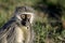 Close up of a Vervet Monkey