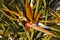 Close up of the very delicate bird of paradise flower growing in a garden