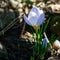 Close-up of very gentle blue spring crocus Blue Pearl against the background of a blurred grass.