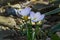 Close-up of very gentle blue spring crocus Blue Pearl against the background of stones and blurred grass.