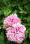 Close-up very large rare fluffy pink peonies on a background of green foliage