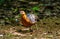 Close up of very rare bird Ferruginous PartridgeCaloperdix oculea in the forest in nature at Kaengkracharn national park,
