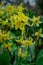 Close up very rare yellow  Erythronium Pagoda flowers