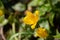 Close up of a very rare yellow wild tulip, Tulipa sylvestris or Weinberg Tulpe