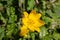 Close up of a very rare yellow wild tulip, Tulipa sylvestris or Weinberg Tulpe