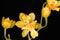 Close up of a very small yellow orchid flower.