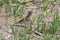 Close up of Vesper Sparrow walking in sparse grass field