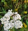 Close up Vespula germanica - European wasp German wasp or German yellow jacket - which landed on a beautiful white flower-