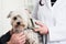 Close-up of a vet specialist examining dog