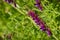 Close up of Vetch Vicia villosa wildflowers, California