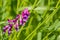 Close up of Vetch Vicia villosa wildflowers, California