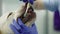 close-up of a veterinarian cleaning a dog\'s teeth.