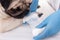 Close up of veterinarian putting bandage on paw of dog