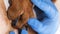 Close-up of a veterinarian\'s hand in medical gloves examining the paws of a large brown dog.