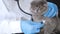 Close up of veterinarian\'s hand with stethoscope in medical veterinary office. A sick gray cat.