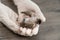 Close up of veterinarians hands in surgical gloves holding small bird, after attacked and injured by a cat