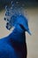 Close-up of a vibrant blue Victoria crowned pigeon against a blurred background
