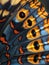 Close-up of a vibrant butterfly wing