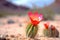 close-up of vibrant cactus flower against blurred desert background